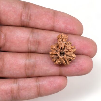 1-Mukhi-Sawar-Rudraksha-Nepal-6-Hand