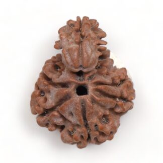 1-Mukhi-Sawar-Rudraksha-Nepal-7