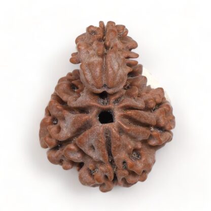 1-Mukhi-Sawar-Rudraksha-Nepal-7