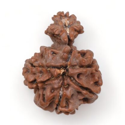 1-Mukhi-Sawar-Rudraksha-Nepal-7-Back