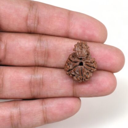 1-Mukhi-Sawar-Rudraksha-Nepal-7-Hand