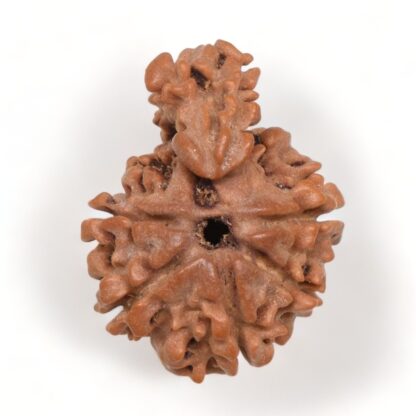 1-Mukhi-Sawar-Rudraksha-Nepal-8