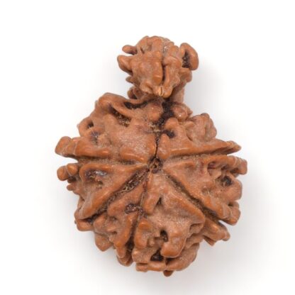 1-Mukhi-Sawar-Rudraksha-Nepal-8-Back