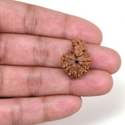 1-Mukhi-Sawar-Rudraksha-Nepal-8-Hand