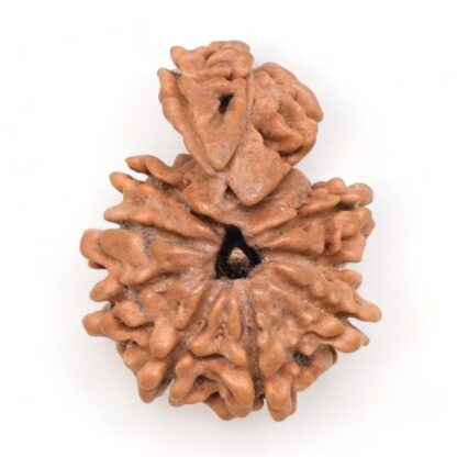 1-Mukhi-Sawar-Rudraksha-Nepal-9