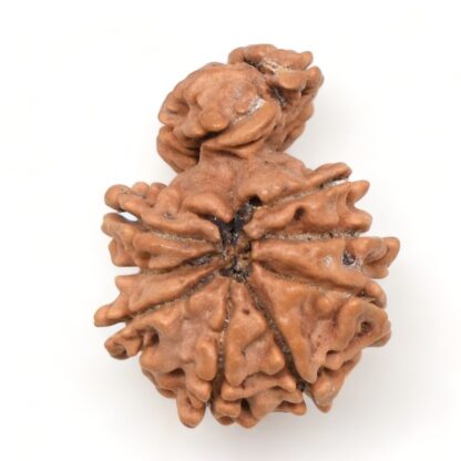 1-Mukhi-Sawar-Rudraksha-Nepal-9-Back