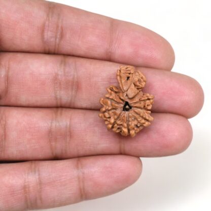 1-Mukhi-Sawar-Rudraksha-Nepal-9-Hand