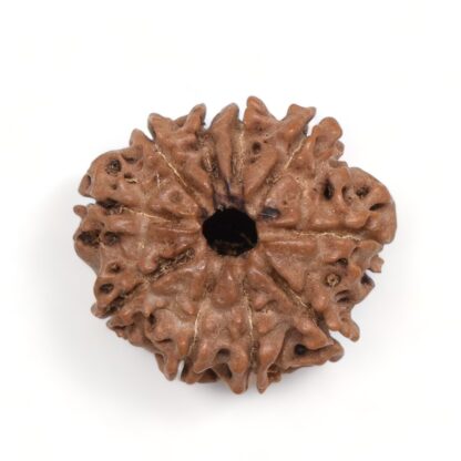 10-Mukhi-Rudraksha-Nepal-1