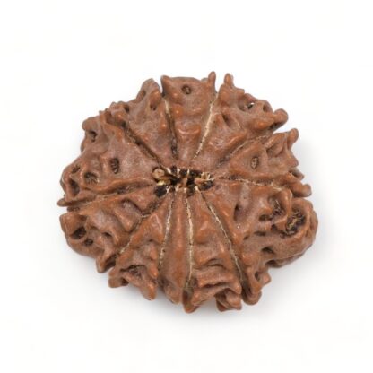 10-Mukhi-Rudraksha-Nepal-1-Back