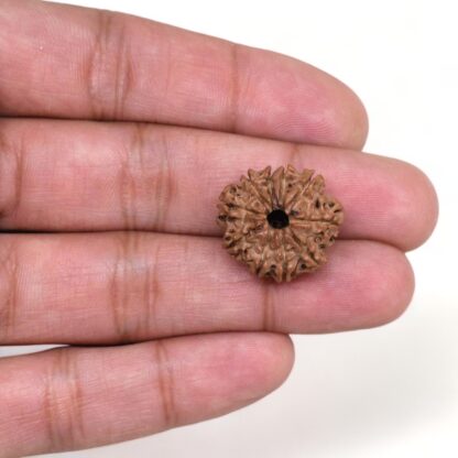 10-Mukhi-Rudraksha-Nepal-1-Hand