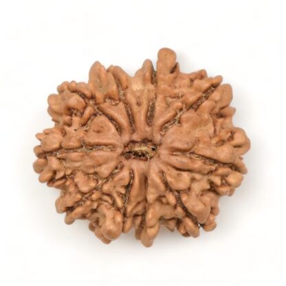 10-Mukhi-Rudraksha-Nepal-10