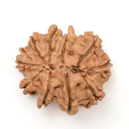 10-Mukhi-Rudraksha-Nepal-10-Back