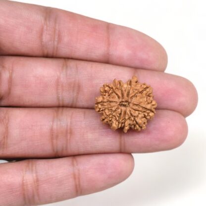 10-Mukhi-Rudraksha-Nepal-10-Hand