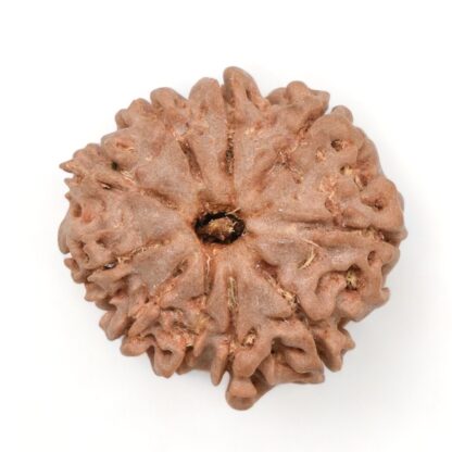 10-Mukhi-Rudraksha-Nepal-15