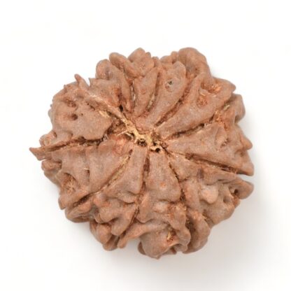 10-Mukhi-Rudraksha-Nepal-15-Back