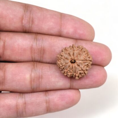 10-Mukhi-Rudraksha-Nepal-15-Hand