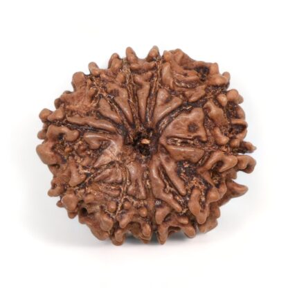 10-Mukhi-Rudraksha-Nepal-18