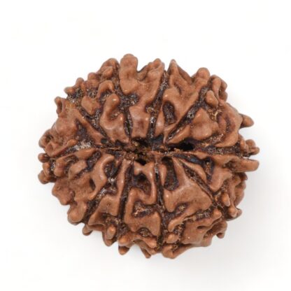 10-Mukhi-Rudraksha-Nepal-18-Back