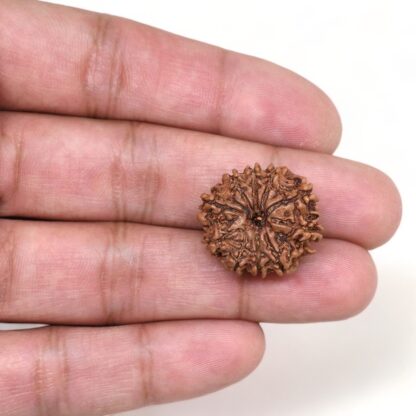 10-Mukhi-Rudraksha-Nepal-18-Hand