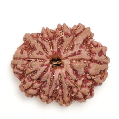 10-Mukhi-Rudraksha-Nepal-21