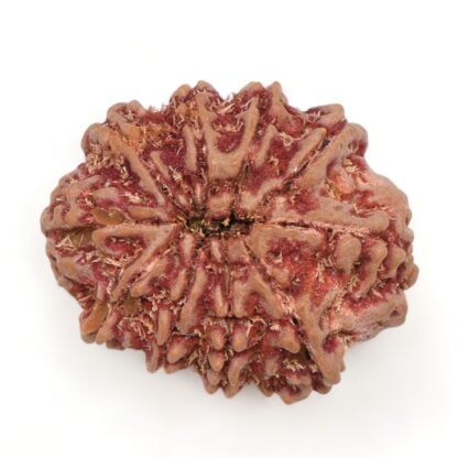 10-Mukhi-Rudraksha-Nepal-21-Back