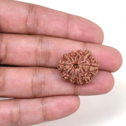 10-Mukhi-Rudraksha-Nepal-21-Hand