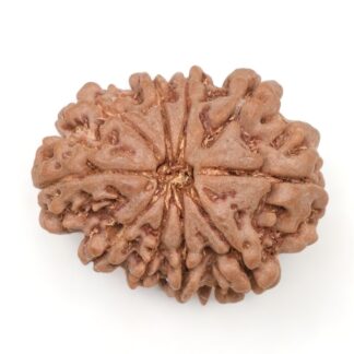 10-Mukhi-Rudraksha-Nepal-22