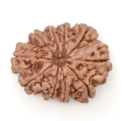 10-Mukhi-Rudraksha-Nepal-22-Back