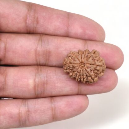 10-Mukhi-Rudraksha-Nepal-22-Hand