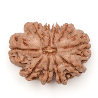 10-Mukhi-Rudraksha-Nepal-23