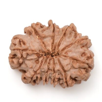 10-Mukhi-Rudraksha-Nepal-23-Back