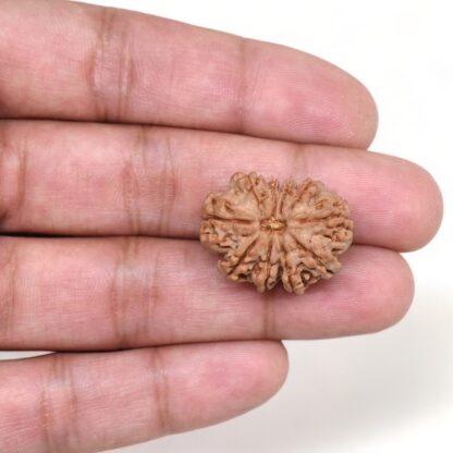 10-Mukhi-Rudraksha-Nepal-23-Hand