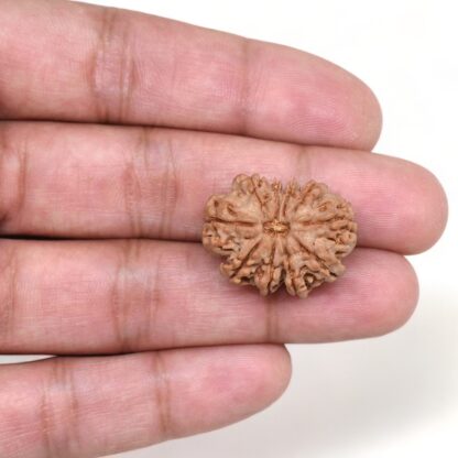 10-Mukhi-Rudraksha-Nepal-23-Hand