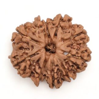 10-Mukhi-Rudraksha-Nepal-24