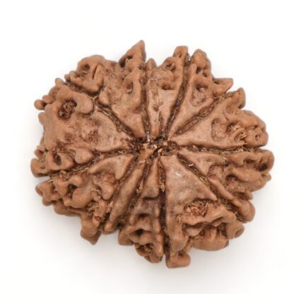 10-Mukhi-Rudraksha-Nepal-24-Back