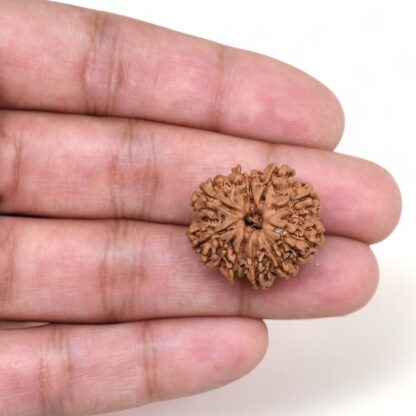 10-Mukhi-Rudraksha-Nepal-24-Hand