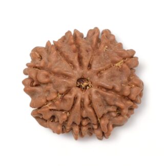 10-Mukhi-Rudraksha-Nepal-4