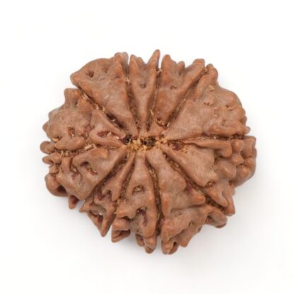 10-Mukhi-Rudraksha-Nepal-4-Back