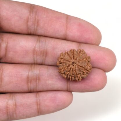 10-Mukhi-Rudraksha-Nepal-4-Hand