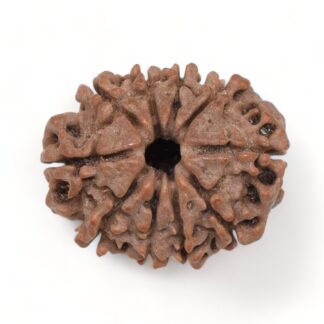 10-Mukhi-Rudraksha-Nepal-7