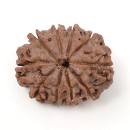 10-Mukhi-Rudraksha-Nepal-7-Back