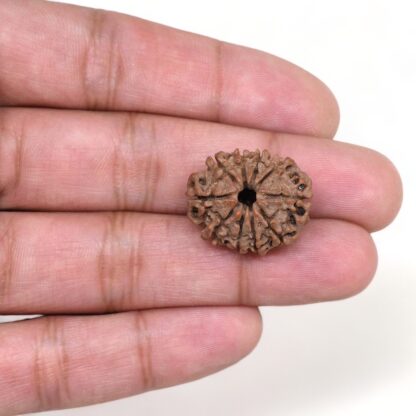 10-Mukhi-Rudraksha-Nepal-7-Hand