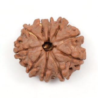 10 Mukhi Rudraksha