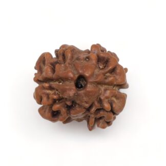 2-Mukhi-Rudraksha-Nepal-10