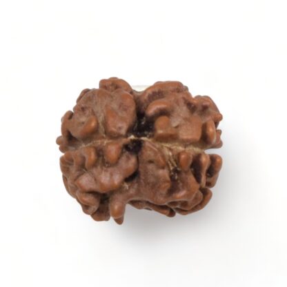 2-Mukhi-Rudraksha-Nepal-10-Back