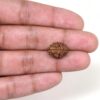 2-Mukhi-Rudraksha-Nepal-10-Hand