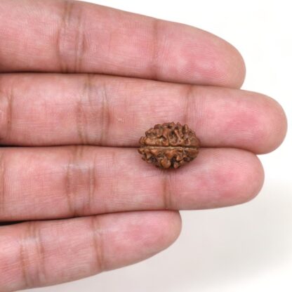 2-Mukhi-Rudraksha-Nepal-10-Hand