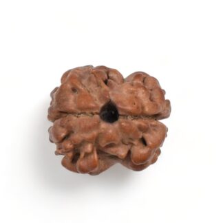 2-Mukhi-Rudraksha-Nepal-11