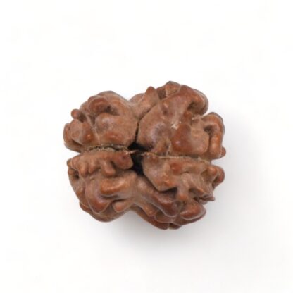 2-Mukhi-Rudraksha-Nepal-11-Back