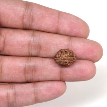 2-Mukhi-Rudraksha-Nepal-11-Hand